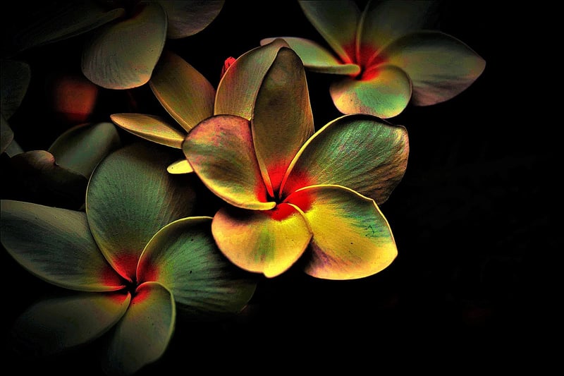 Subdued Whispers Image